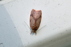 Oligoloba severa