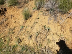 Chlorogalum pomeridianum