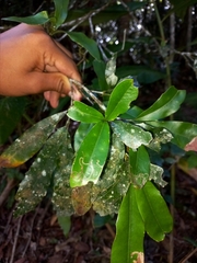 Macadamia ternifolia