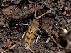 Entomobrya quadrilineata