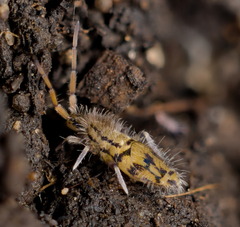 Entomobrya quadrilineata