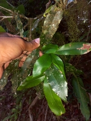 Macadamia ternifolia