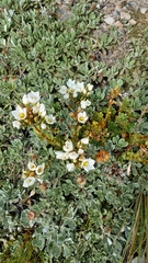 Gentianella