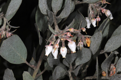 Arctostaphylos canescens sonomensis