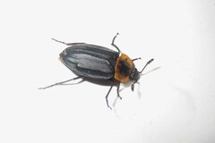 Oxelytrum discicolle