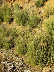 Adenostoma fasciculatum
