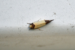 Heteroteucha dichroella