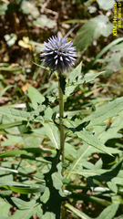 Echinops setifer