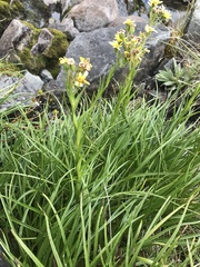 Dolichoglottis lyallii