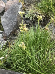 Dolichoglottis lyallii