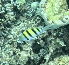 Abudefduf