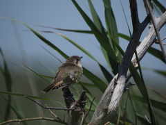Chrysococcyx basalis