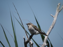 Chrysococcyx basalis