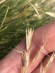 Rytidosperma setifolium