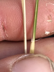 Rytidosperma setifolium