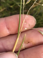 Rytidosperma setifolium