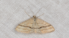Scopula lydia