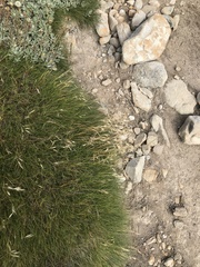 Rytidosperma setifolium