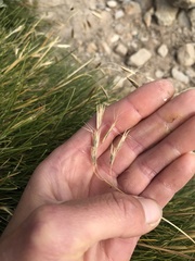 Rytidosperma setifolium