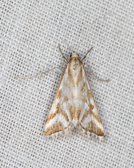 Sedenia rupalis