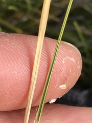 Rytidosperma setifolium