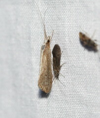 Glossosomatidae