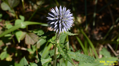 Echinops setifer