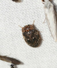 Psephenidae