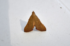 Endotricha pyrosalis