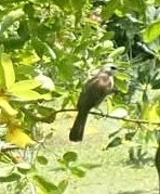 Pycnonotus goiavier analis