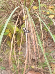 Limenitidinae