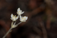 Petrosavia stellaris