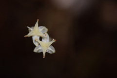 Petrosavia stellaris