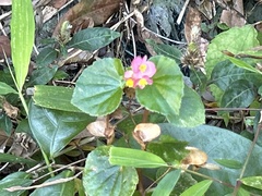Begonia semperflorens-cultorum