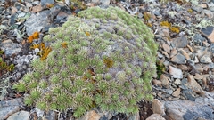 Celmisia sessiliflora