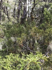 Halocarpus bidwillii