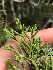 Halocarpus bidwillii