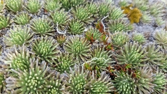 Celmisia sessiliflora