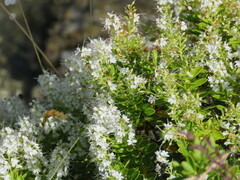 Veronica rakaiensis