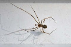 Cryptachaea gigantipes