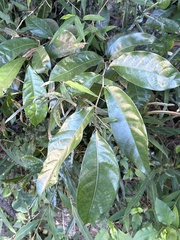 Excoecaria cochinchinensis