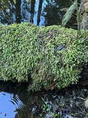 Plagiothecium undulatum