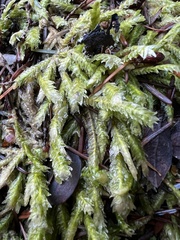 Plagiothecium undulatum