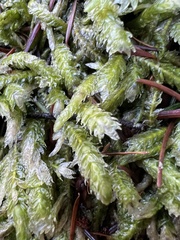 Plagiothecium undulatum