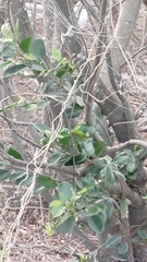 Ficus microcarpa latifolia