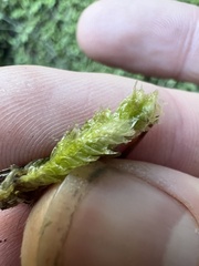 Plagiothecium undulatum