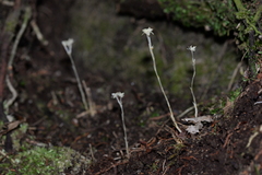 Petrosavia stellaris