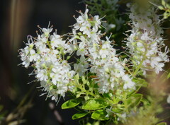 Veronica rakaiensis