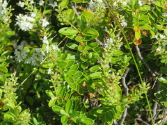 Veronica rakaiensis