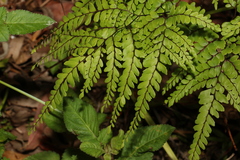 Adiantum formosum